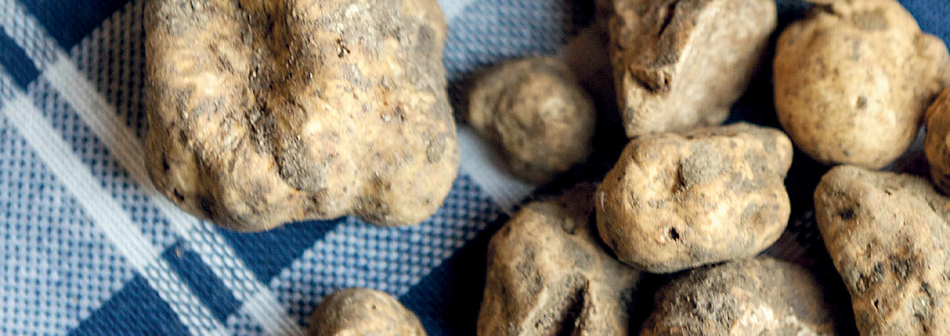 The Truffles of The Umbrian Valtiberina